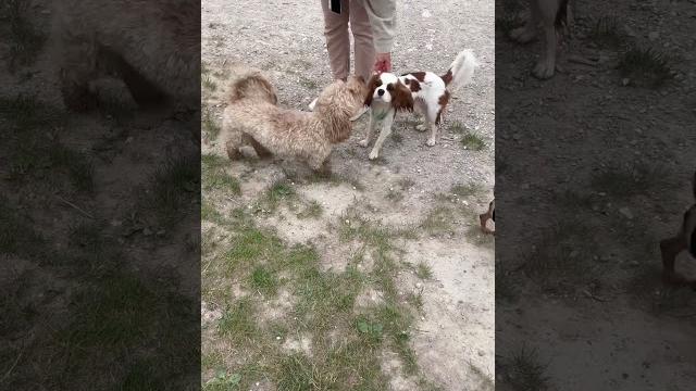 Cavalier sunny dog school #shorts #dog Cavalier sunny dog school #shorts #dog