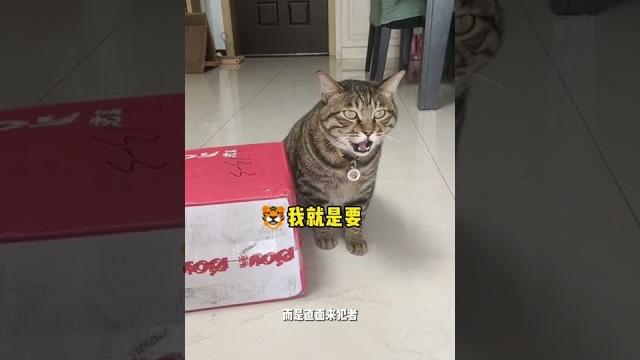 狸花猫生气有多可怕 狸花猫生气有多可怕