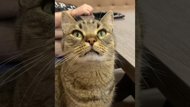 Жених 27.05.24 #shortvideo #cat #youtube Жених 27.05.24 #shortvideo #cat #youtube