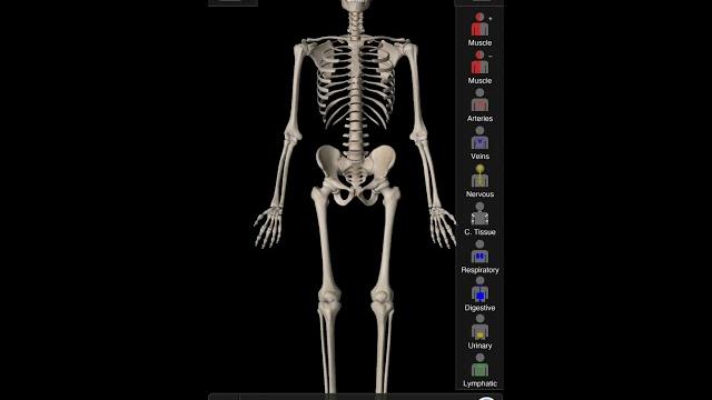 Строение позвоночника. Строение позвоночника.