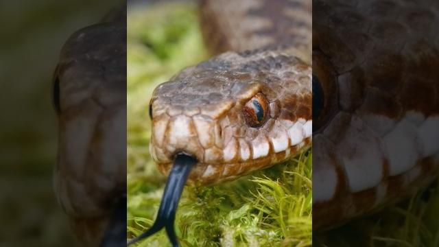 Snake sound | snake #shorts Snake sound | snake #shorts