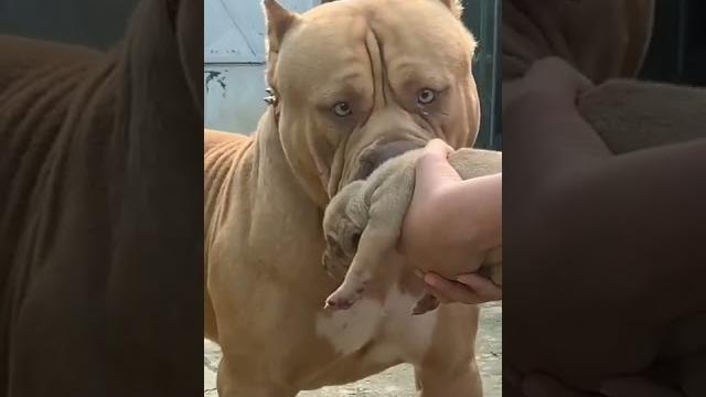 Don't touch my baby...#angry #pitbull ...#viral #short .... Don't touch my baby...#angry #pitbull ...#viral #short ....