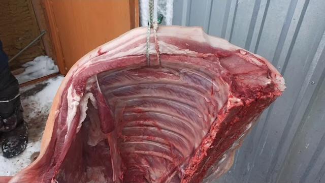 Забой свиньи, взвешивание, вес чистый (тушка), результатом довольны. шашлык будет добрым!!!! Забой свиньи, взвешивание, вес чистый (тушка), результатом довольны. шашлык будет добрым!!!!