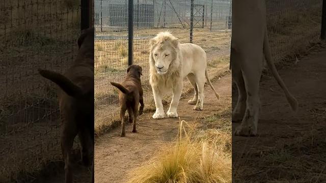 Cute lion gives smooches to puppy's paw! Cute lion gives smooches to puppy's paw!