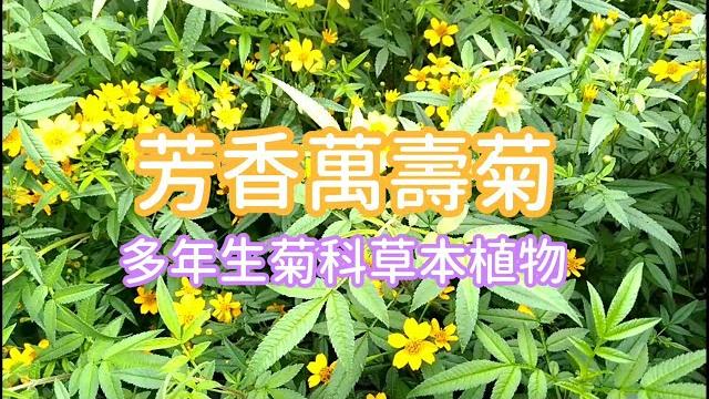 風靡全台的香草【芳香萬壽菊】 風靡全台的香草【芳香萬壽菊】