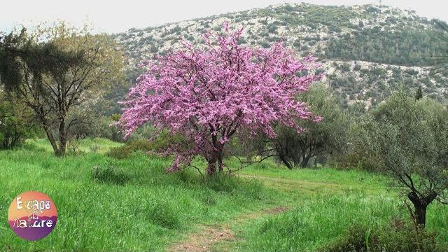 Sounds of spring - birds singing in the morning - studying sleep meditation - cercis siliquastrum Sounds of spring - birds singing in the morning - studying sleep meditation - cercis siliquastrum