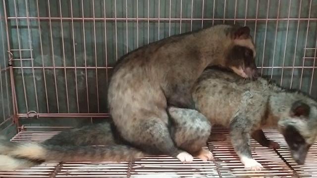 Perkawinan yg ke 2 dr pejantan ( predator ) musang panda × betina ( ratna ) musang pandan Perkawinan yg ke 2 dr pejantan ( predator ) musang panda × betina ( ratna ) musang pandan