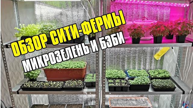 Обзор ситифермы микрозелени - бизнес на микрозелени - микрозелень дома - идеи бизнес с нуля на дому Обзор ситифермы микрозелени - бизнес на микрозелени - микрозелень дома - идеи бизнес с нуля на дому