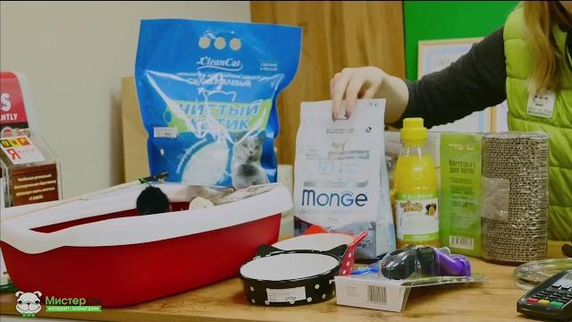 Чек-лист покупок для котенка Чек-лист покупок для котенка