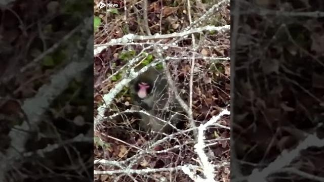 Escaped monkey captured after roaming highlands for five days #news #stvnews #monkey #highland Escaped monkey captured after roaming highlands for five days #news #stvnews #monkey #highland