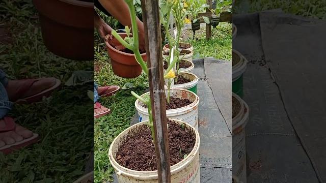 Menanam dan merawat timun di ember bekas Menanam dan merawat timun di ember bekas