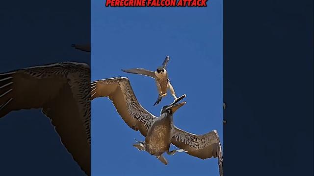 Peregrine falcon vs pelican #trending #animals #wildlife #pelicans #falcon #birds #youtube #shorts Peregrine falcon vs pelican #trending #animals #wildlife #pelicans #falcon #birds #youtube #shorts