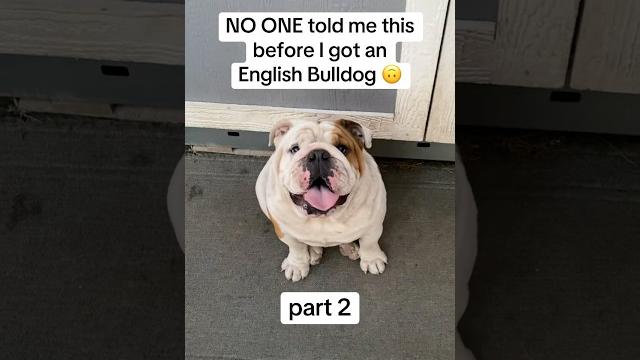 Life with an english bulldog pt. 2 #shorts #englishbulldog #bulldog #funny #pets #bulldogs #dog Life with an english bulldog pt. 2 #shorts #englishbulldog #bulldog #funny #pets #bulldogs #dog