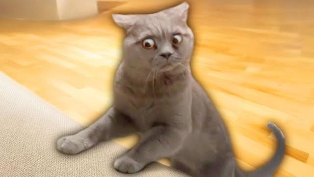 Best cat videos of the decade Best cat videos of the decade