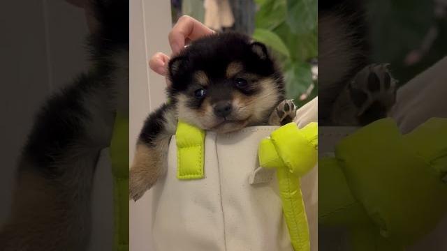 刚到家的曼玉实在是太萌了! #柴犬 #豆柴 #抖音 #柴犬可愛い 刚到家的曼玉实在是太萌了! #柴犬 #豆柴 #抖音 #柴犬可愛い