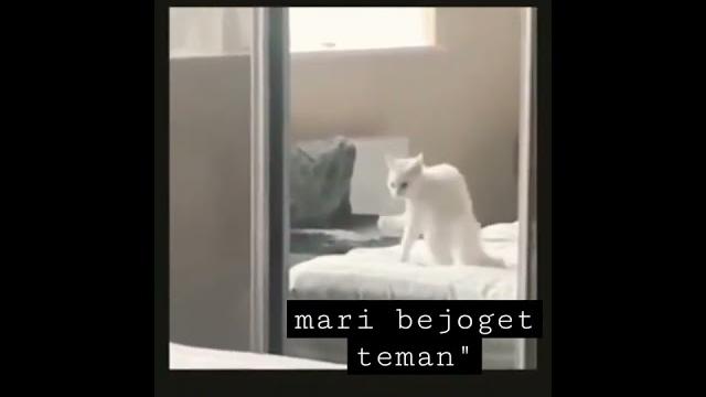 Kucing joget di kasur || pargoy #shorts Kucing joget di kasur || pargoy #shorts