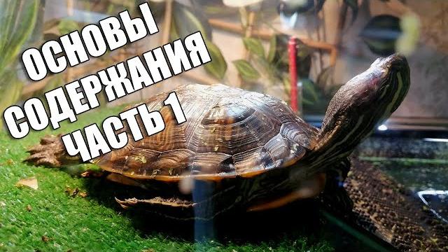 Основы содержания красноухих черепах, часть 1 Основы содержания красноухих черепах, часть 1