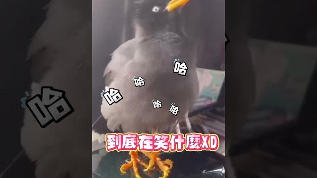【鳥界低音炮】不滿媽媽喊"臭鳥"!八哥「頂嘴」狂笑超得意 #shorts 【鳥界低音炮】不滿媽媽喊"臭鳥"!八哥「頂嘴」狂笑超得意 #shorts