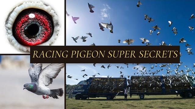 Racing pigeons top top tips Racing pigeons top top tips