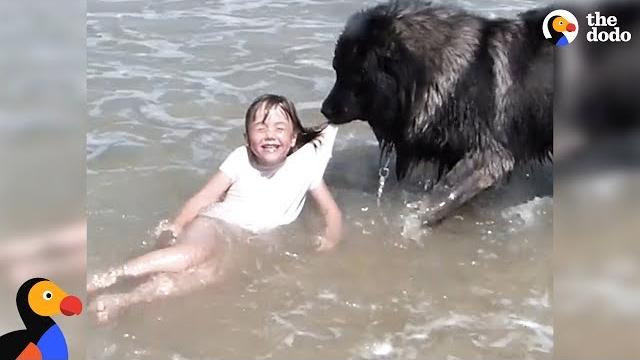 Dog 'saves' his little girl from the ocean | the dodo Dog 'saves' his little girl from the ocean | the dodo