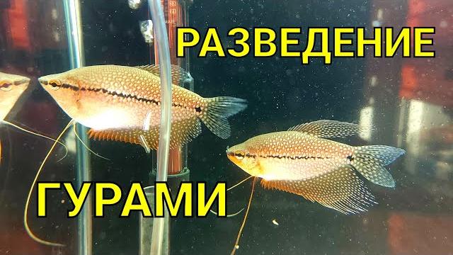 Разведение жемчужных гурами, для начинающих. Разведение жемчужных гурами, для начинающих.