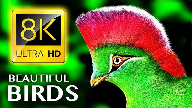 The greatest bird collection in 8k 60fps hdr The greatest bird collection in 8k 60fps hdr