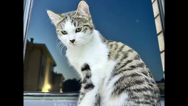 #malina #cat #malina #cat