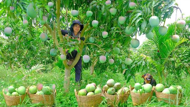 Harvest australian mangoes goes to market sell , prune for chayote, replant and fertilize corn, farm Harvest australian mangoes goes to market sell , prune for chayote, replant and fertilize corn, farm