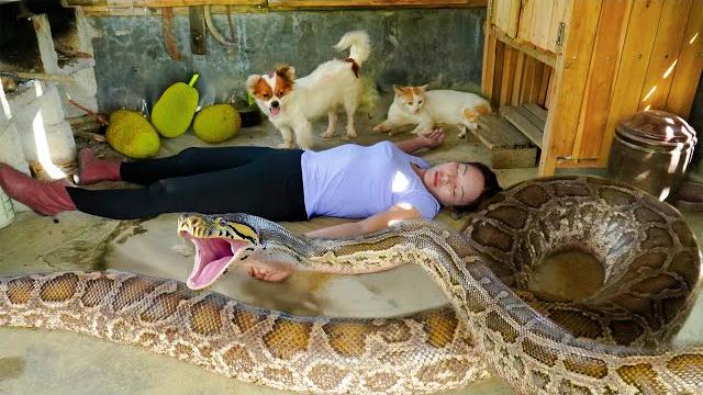 Harvesting many wild jackfruits & go market to sell – 10m long, 100kg giant anaconda ambushes girl Harvesting many wild jackfruits & go market to sell – 10m long, 100kg giant anaconda ambushes girl