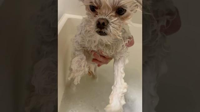 Adorable bath time🫧🫧 Adorable bath time🫧🫧