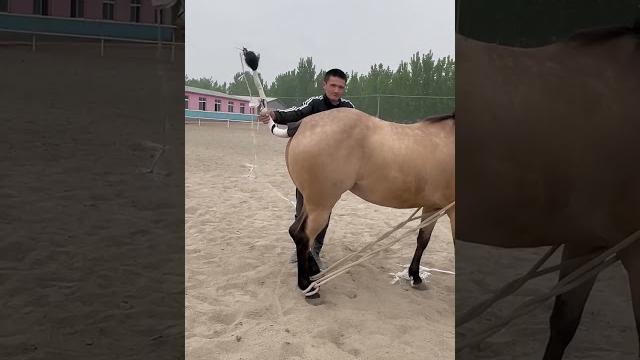 Horse mating cute - most breeding horse Horse mating cute - most breeding horse