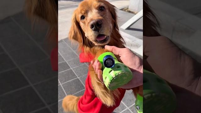 My dog’s crocs save the day! #goldenretriever #dogdad #crocs My dog’s crocs save the day! #goldenretriever #dogdad #crocs