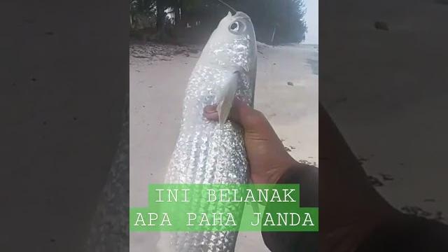 Ini belanak apa paha janda Ini belanak apa paha janda