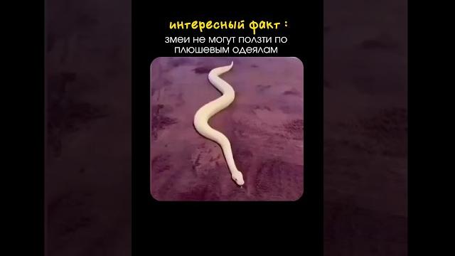 Интересный факт из мира животных #биология #сотка #егэбиология #милота #факты #наукадлявсех Интересный факт из мира животных #биология #сотка #егэбиология #милота #факты #наукадлявсех