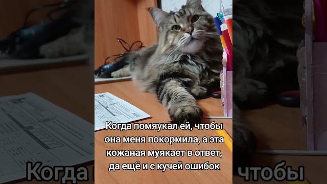 Как правильно мяукать?))) #котофейка #cat #барси Как правильно мяукать?))) #котофейка #cat #барси