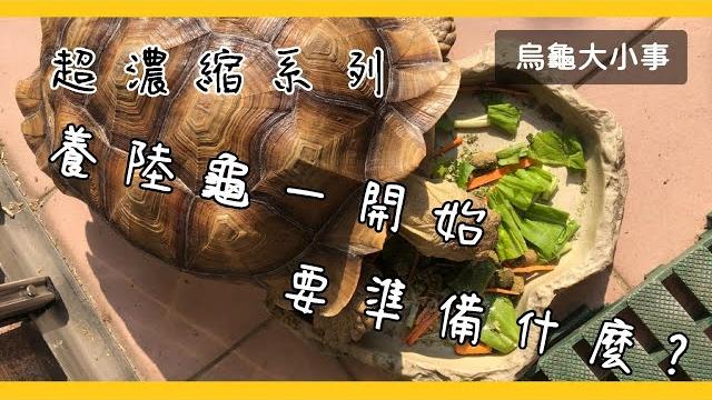 一開始養陸龜要準備什麼?【超濃縮系列】 一開始養陸龜要準備什麼?【超濃縮系列】
