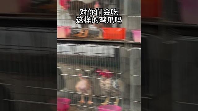 大码臭脚体育生?实拍曼谷神奇宠物鸡 大码臭脚体育生?实拍曼谷神奇宠物鸡