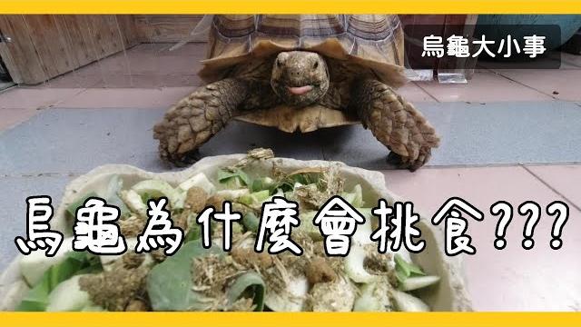 烏龜挑食的常見原因《烏龜大小事》 烏龜挑食的常見原因《烏龜大小事》