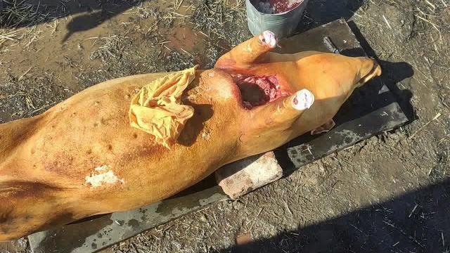 Забой свиньи Забой свиньи