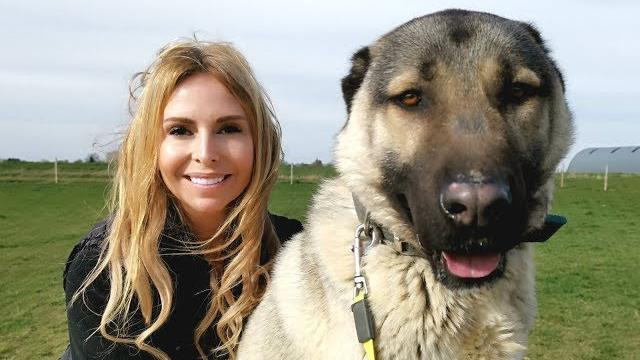 Turkish kangal dog - wolf killer or pet? Turkish kangal dog - wolf killer or pet?