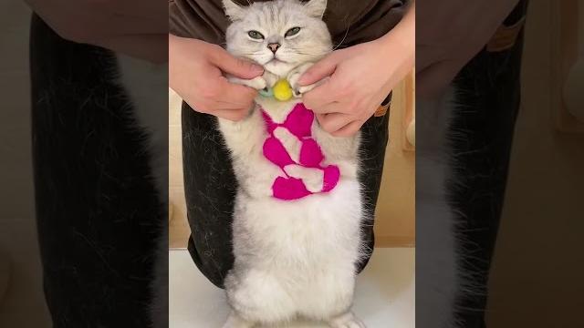 小猫咪跳舞超开心!給你們看看新衣服#貓 #猫 #萌宠 小猫咪跳舞超开心!給你們看看新衣服#貓 #猫 #萌宠
