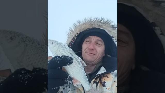 Сорога на мотыля Сорога на мотыля
