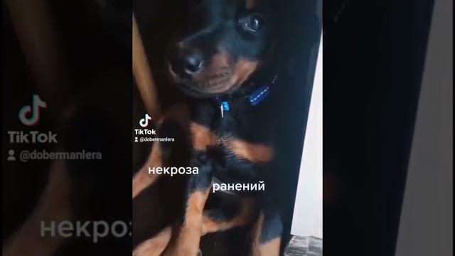 Зачем купируют уши? Зачем купируют уши?