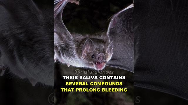 Vampire bat | the blood sucking bat Vampire bat | the blood sucking bat