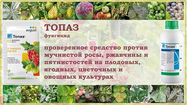 Топаз фунгицид - проверенное средство против болезней ягодных, плодовых, цветочных и овощных культур Топаз фунгицид - проверенное средство против болезней ягодных, плодовых, цветочных и овощных культур