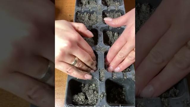 Как прорастить хвойники из семян? #хвойники Как прорастить хвойники из семян? #хвойники
