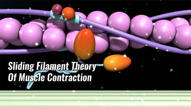 Sliding filament theory of muscle contraction explained Sliding filament theory of muscle contraction explained