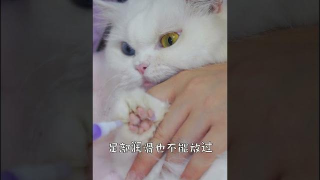 屁兜pidou的沉浸式足部護理 spa asmr #asmr #cat #cats 屁兜pidou的沉浸式足部護理 spa asmr #asmr #cat #cats