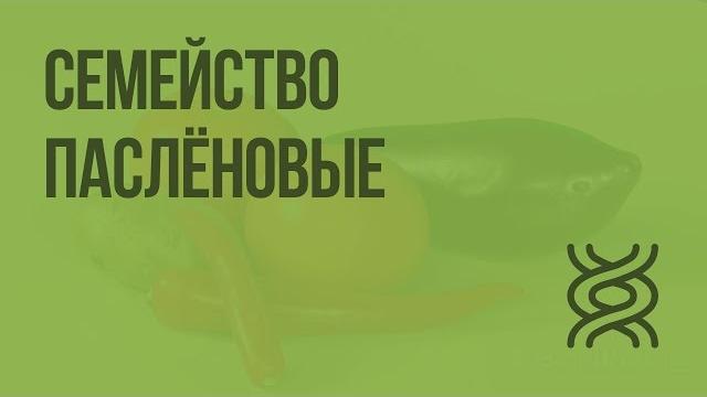 Пасленовые. видеоурок по биологии 6 класс Пасленовые. видеоурок по биологии 6 класс