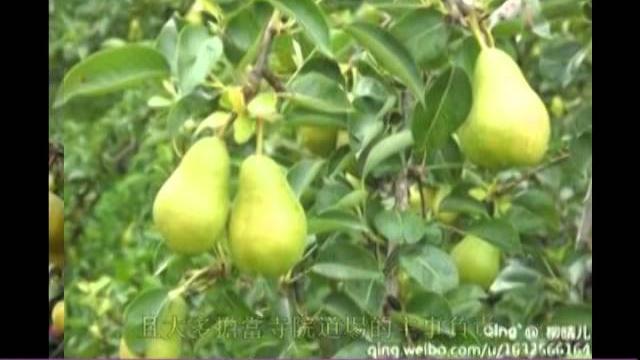 來佛二聖永思集-海賢老和尚生平紀實 來佛二聖永思集-海賢老和尚生平紀實